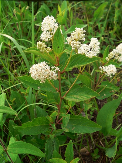 {Ceanothus americanus}